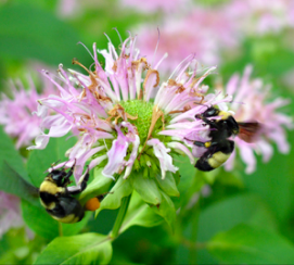 Monarda fistulosa