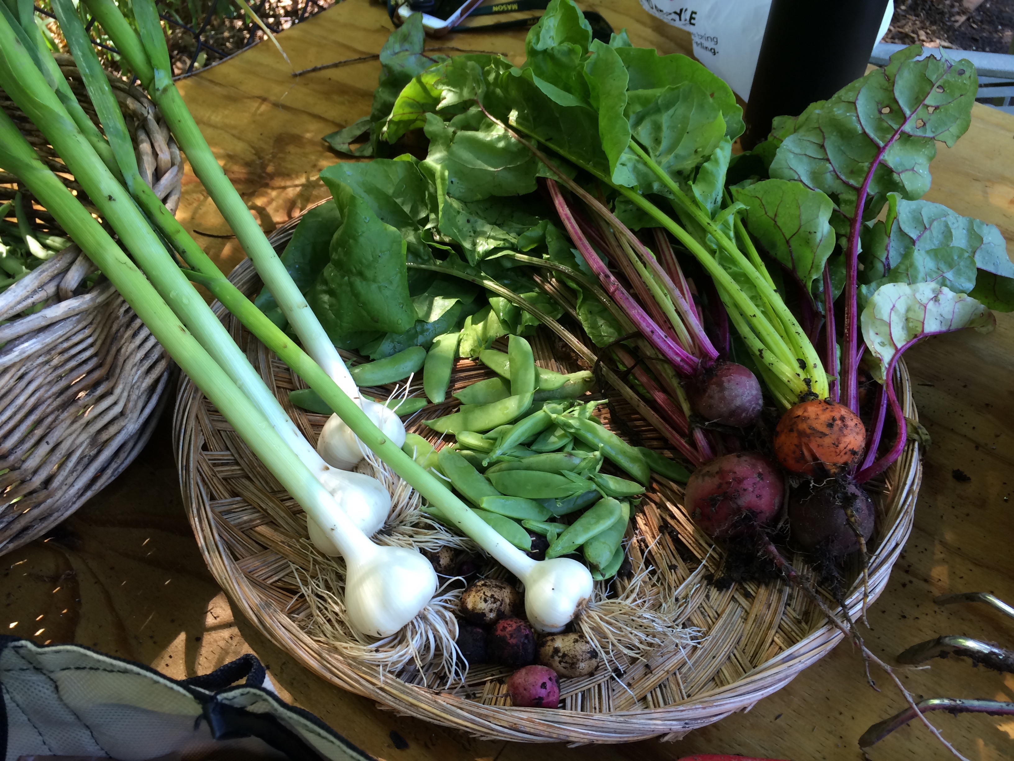 Garlic, beets, peas, etc
