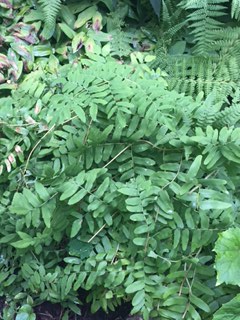 Royal Fern