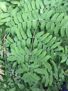 Royal Fern
