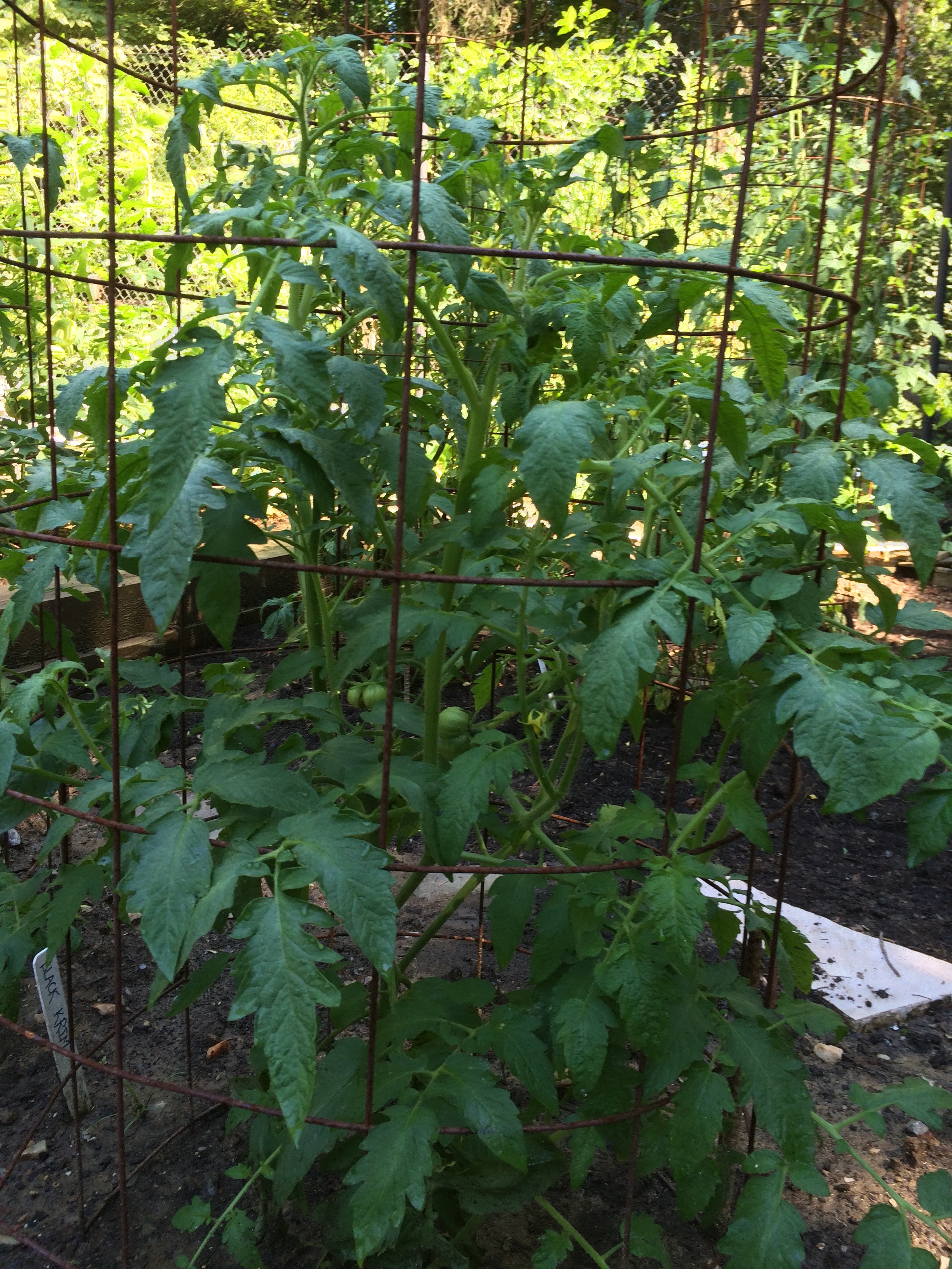 Tomato plant