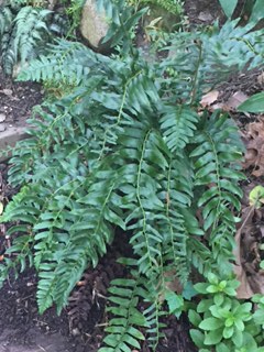 Christmas Fern