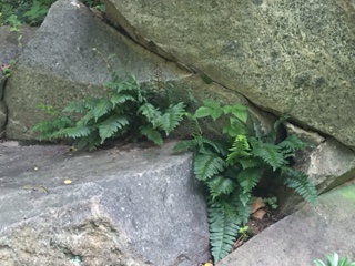 Christmas Fern