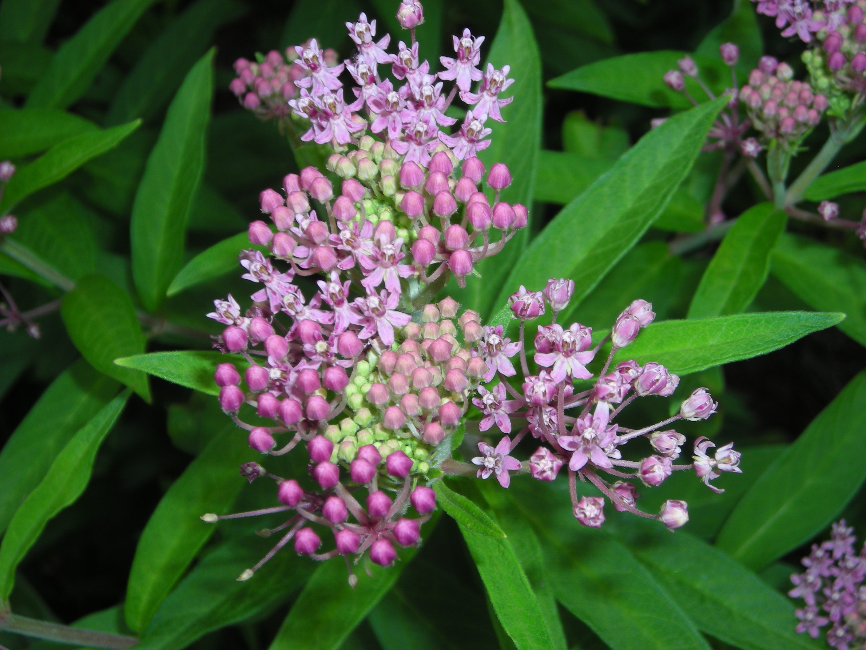 Asclepias incarnata (swamp milkweed) flower