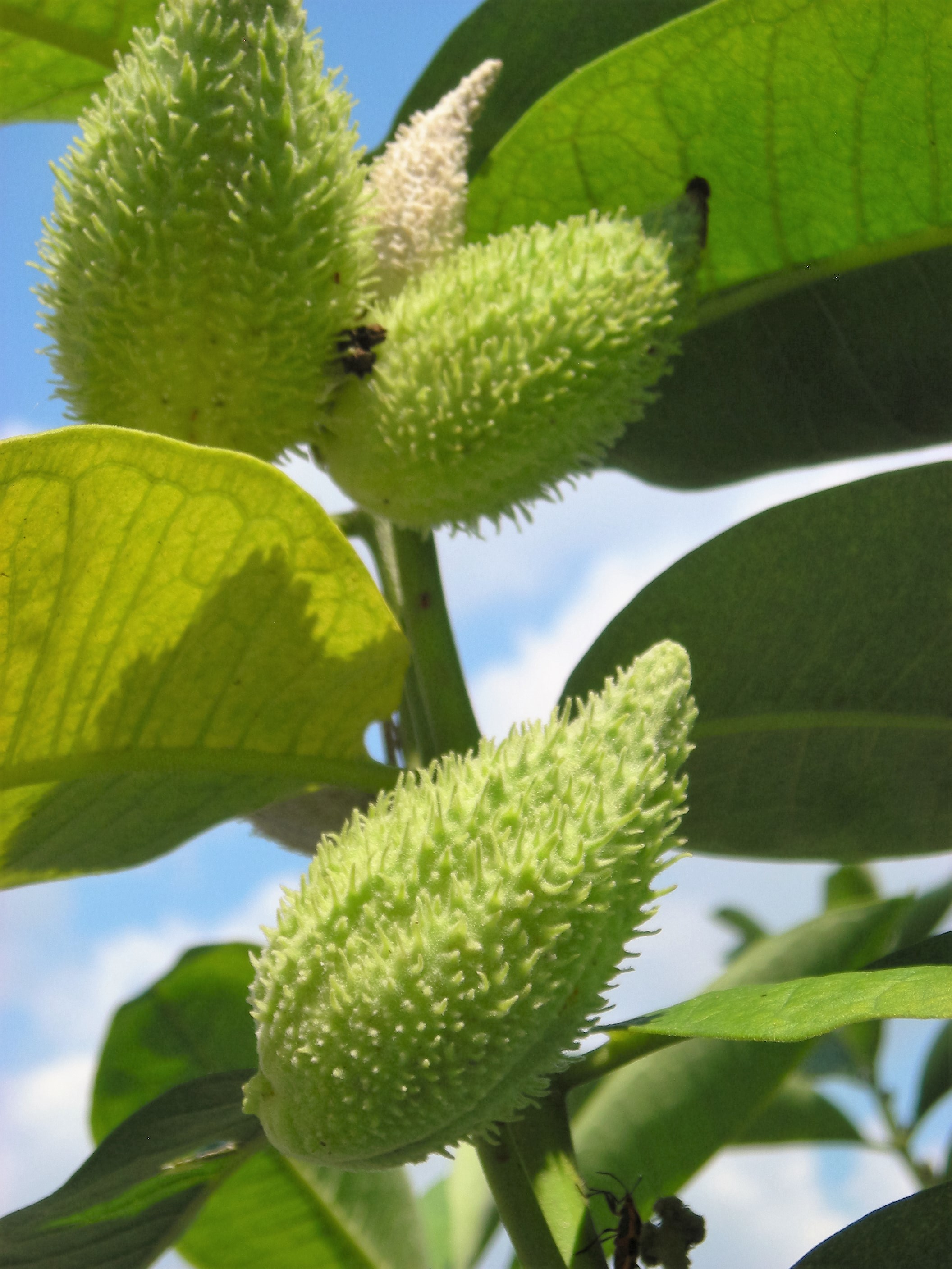 Seed pods of Common Milkweed (Asclepias syriaca)