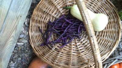 Bush Beans, Butternuts