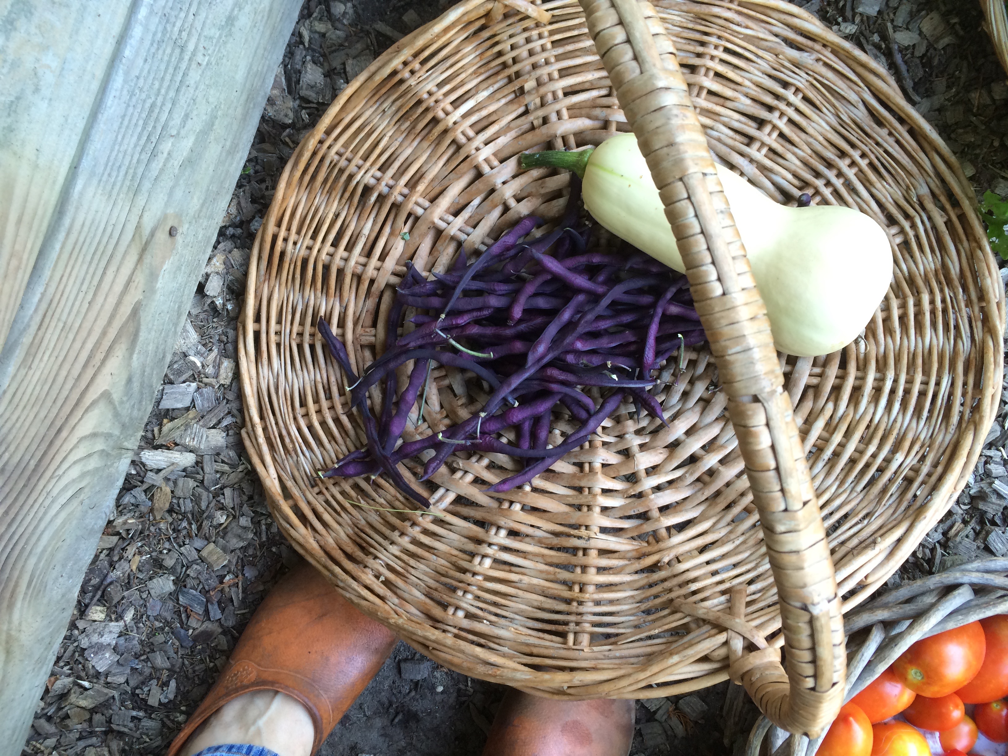 Bush Beans, Butternuts