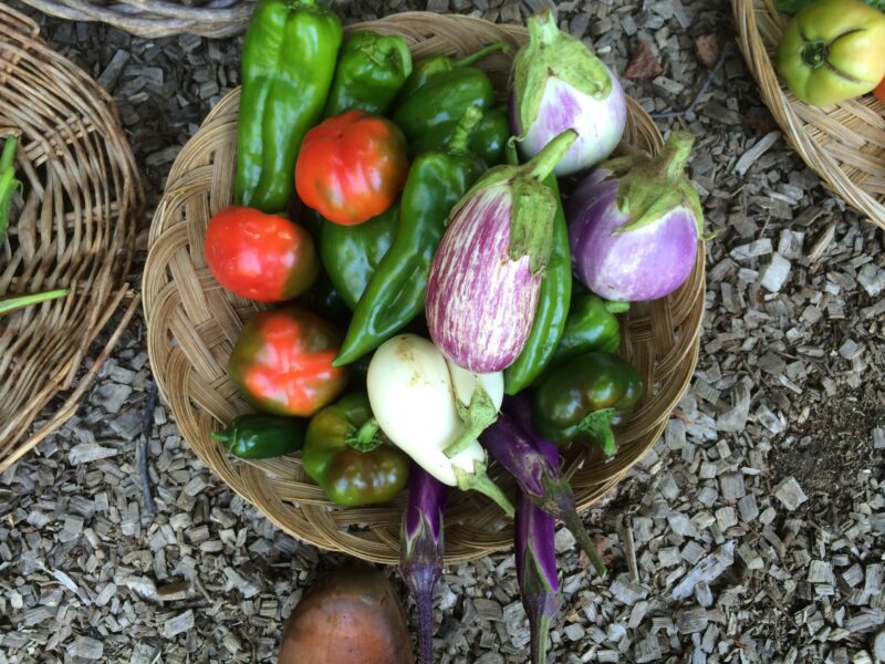 Peppers, Eggplants