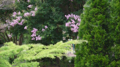 Garden Design