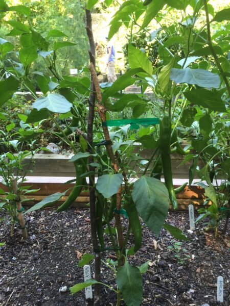 Holy Moley Peppers