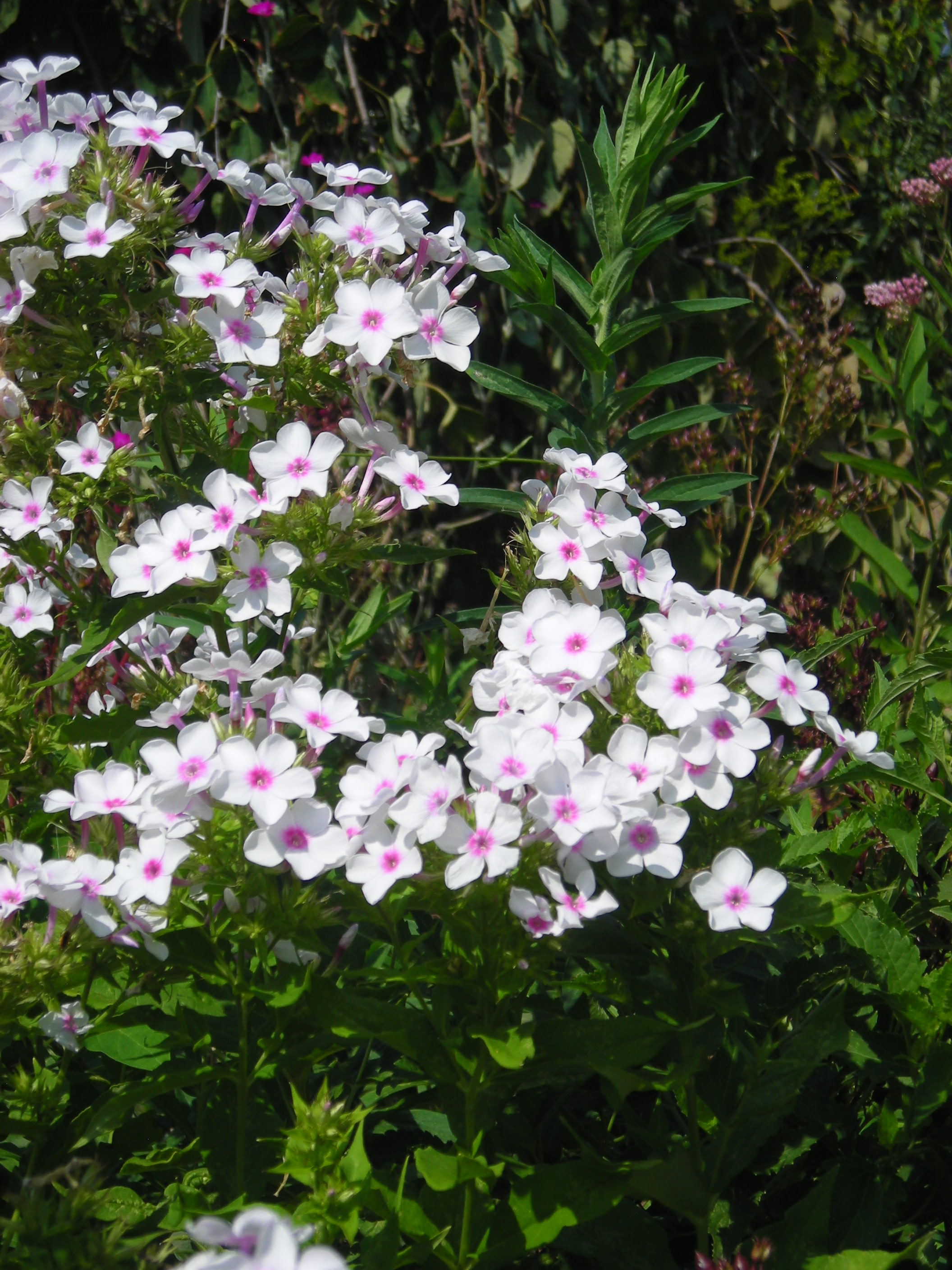 Summer phlox (Phlox paniculata)