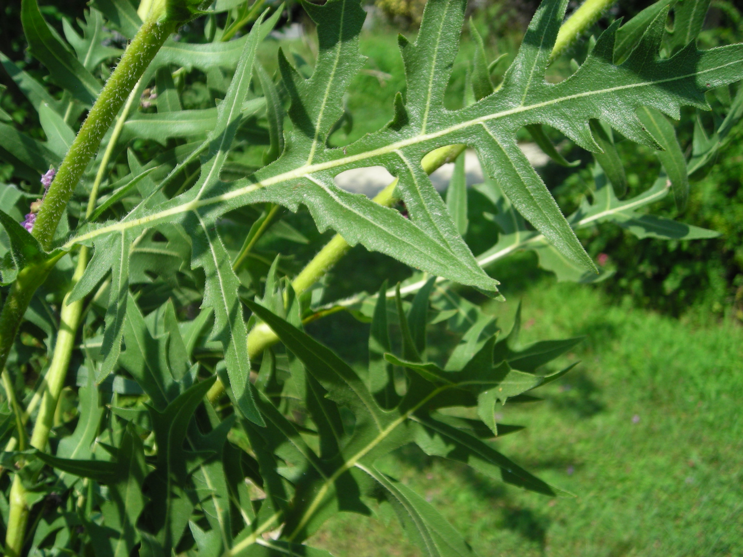Compass plant (Silphium laciniatum) leaves