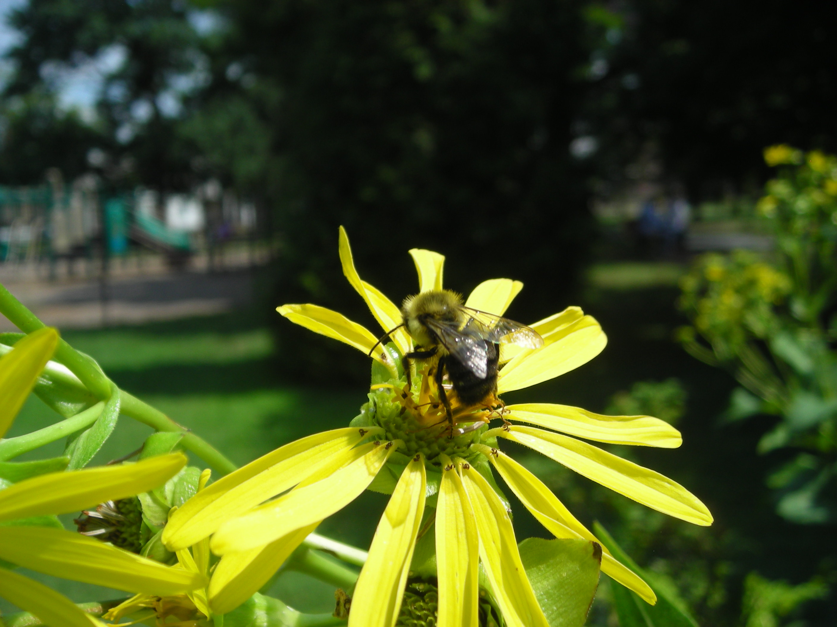 Cup plant (Silphium perfoliatum) with bee