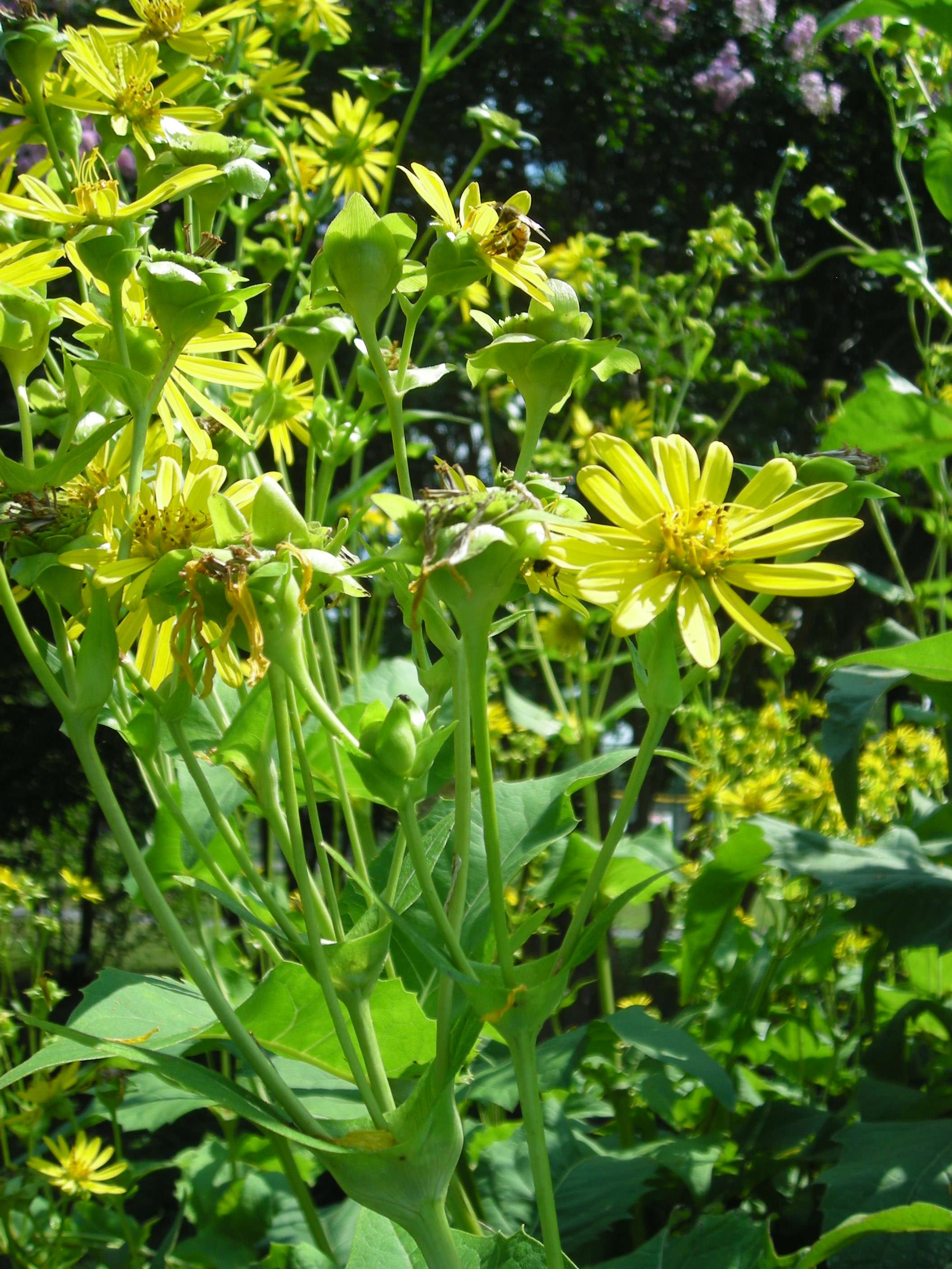Cup plant (Silphium perfoliatum)