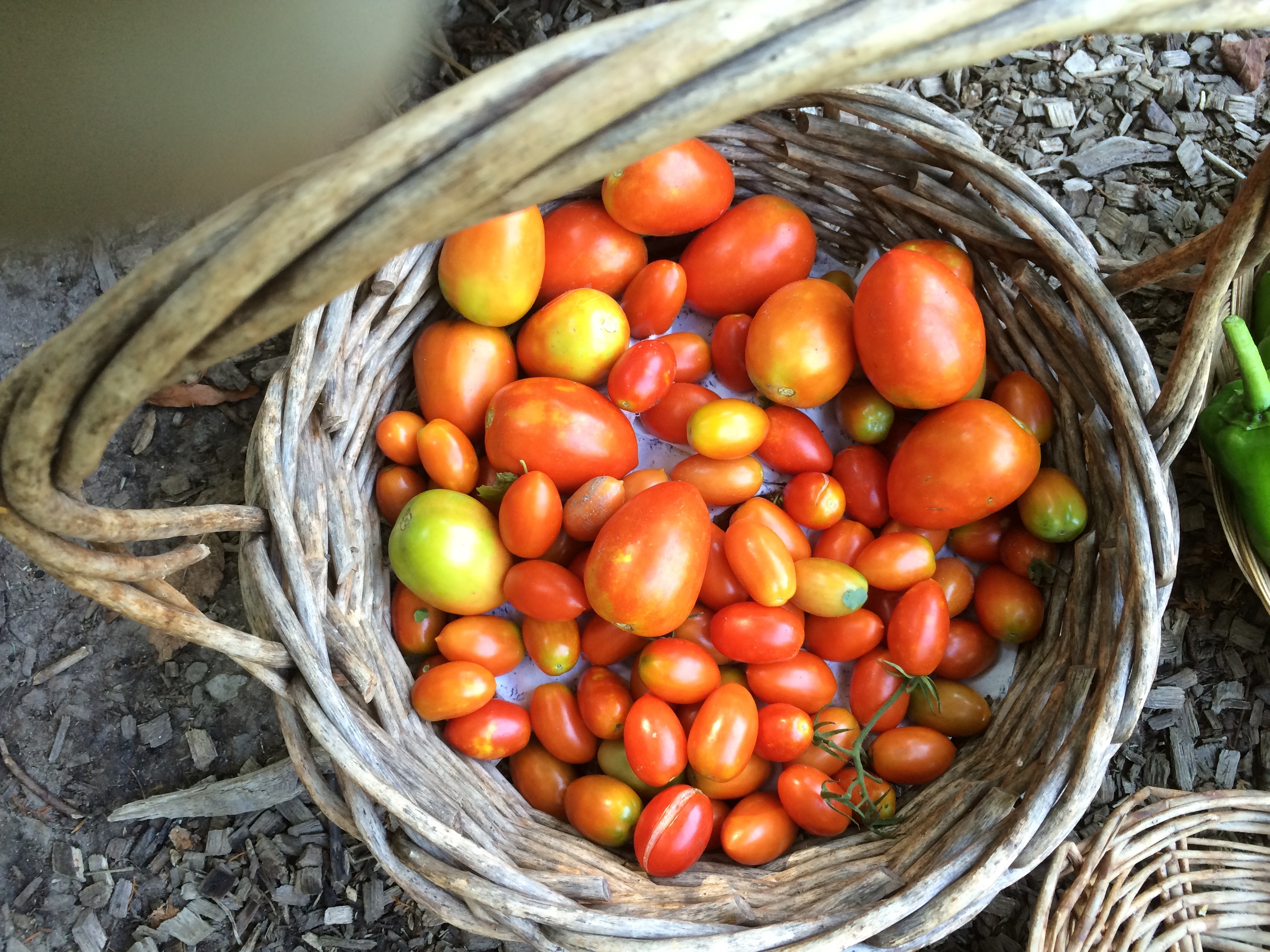 Sungolds, Romas