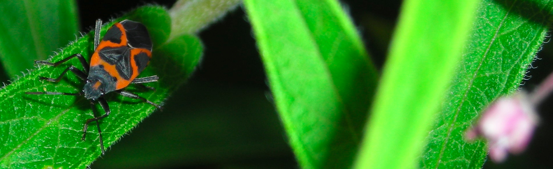 Milkweed bug on swamp milkweed leaf