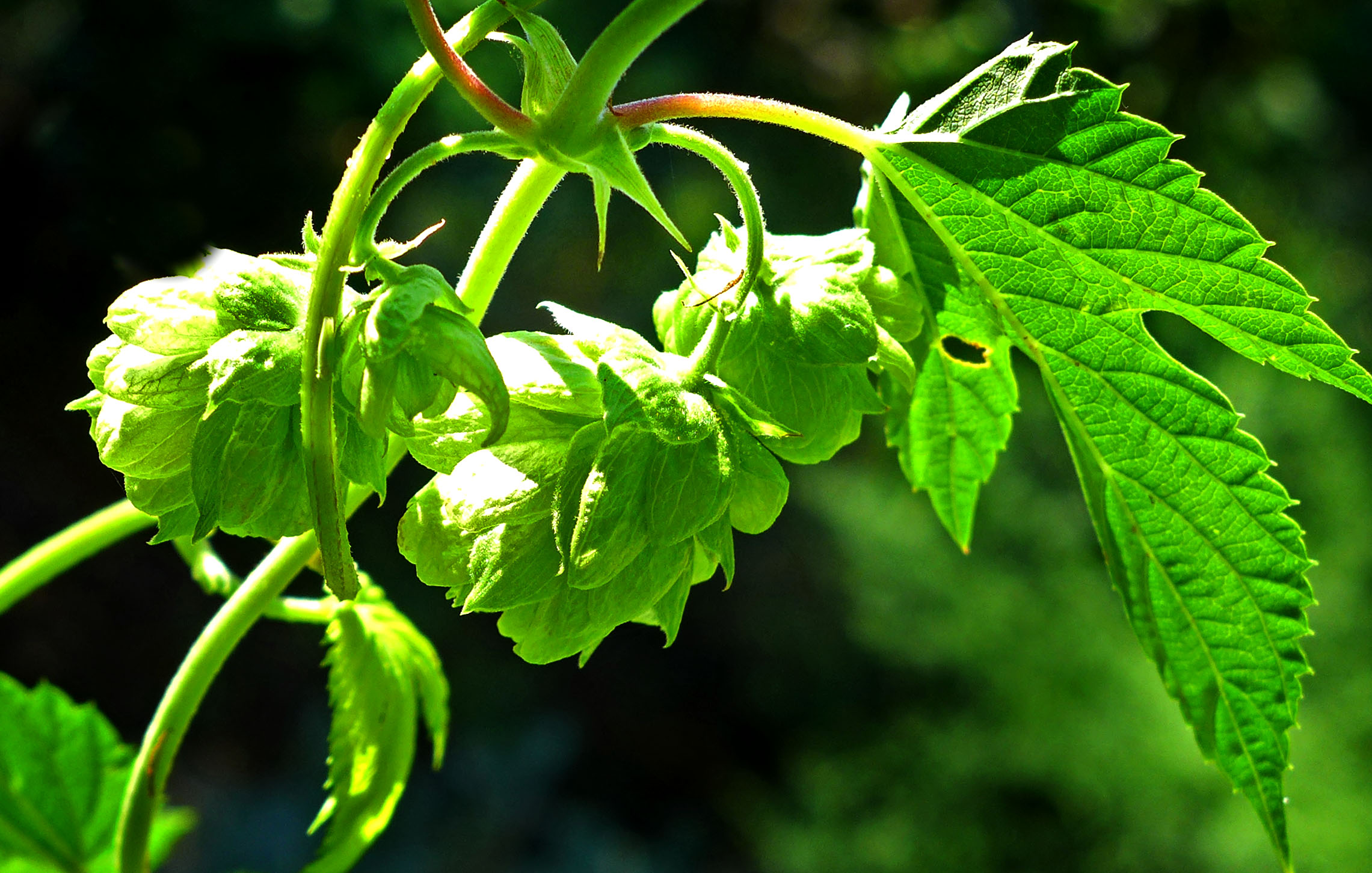 Hop flower close-up with leaf. The flower is often called a hop cone because when dried it looks much like a miniature pine cone. Photo © 2016 Gerald Martineau
