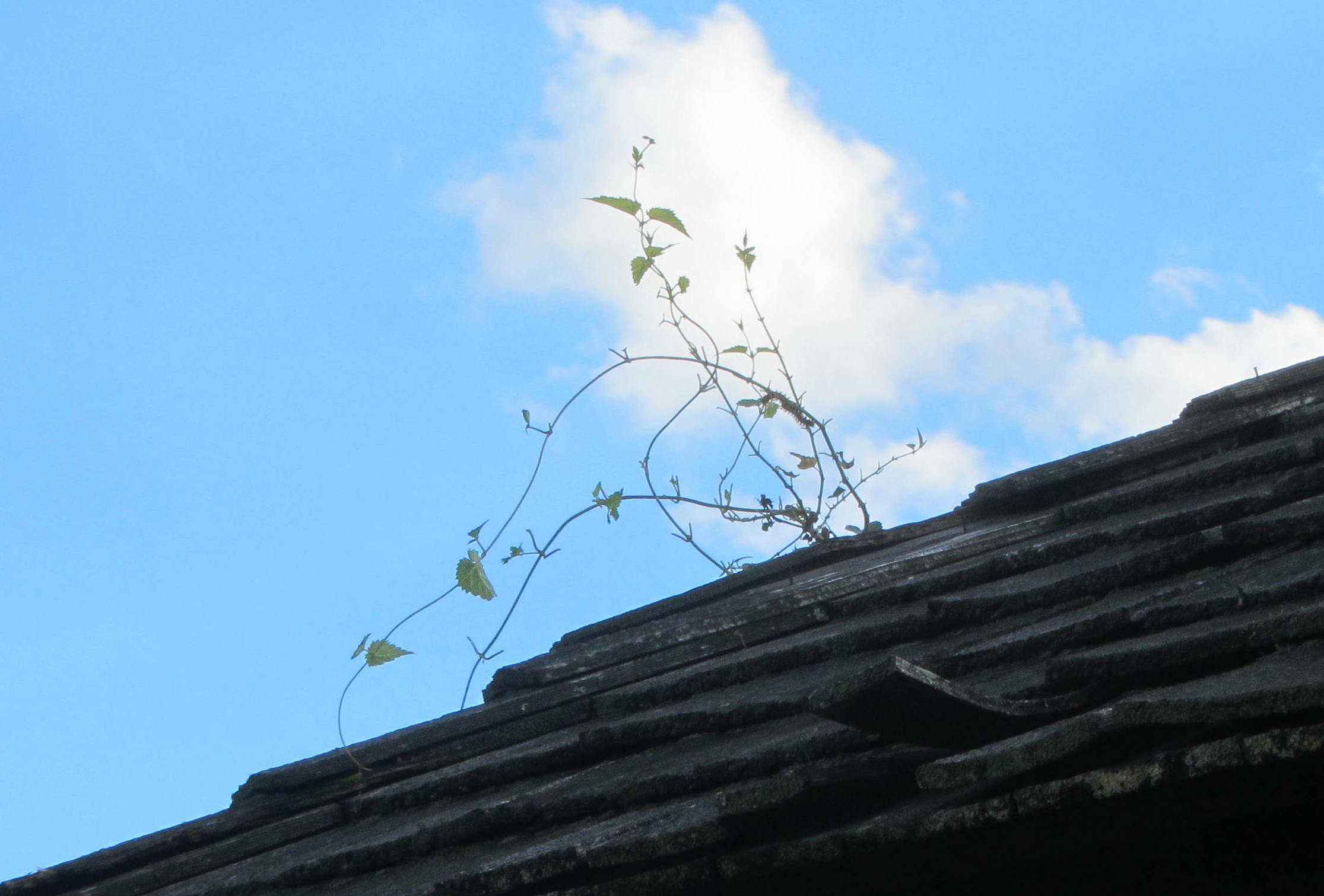 Hop vine "topknot"