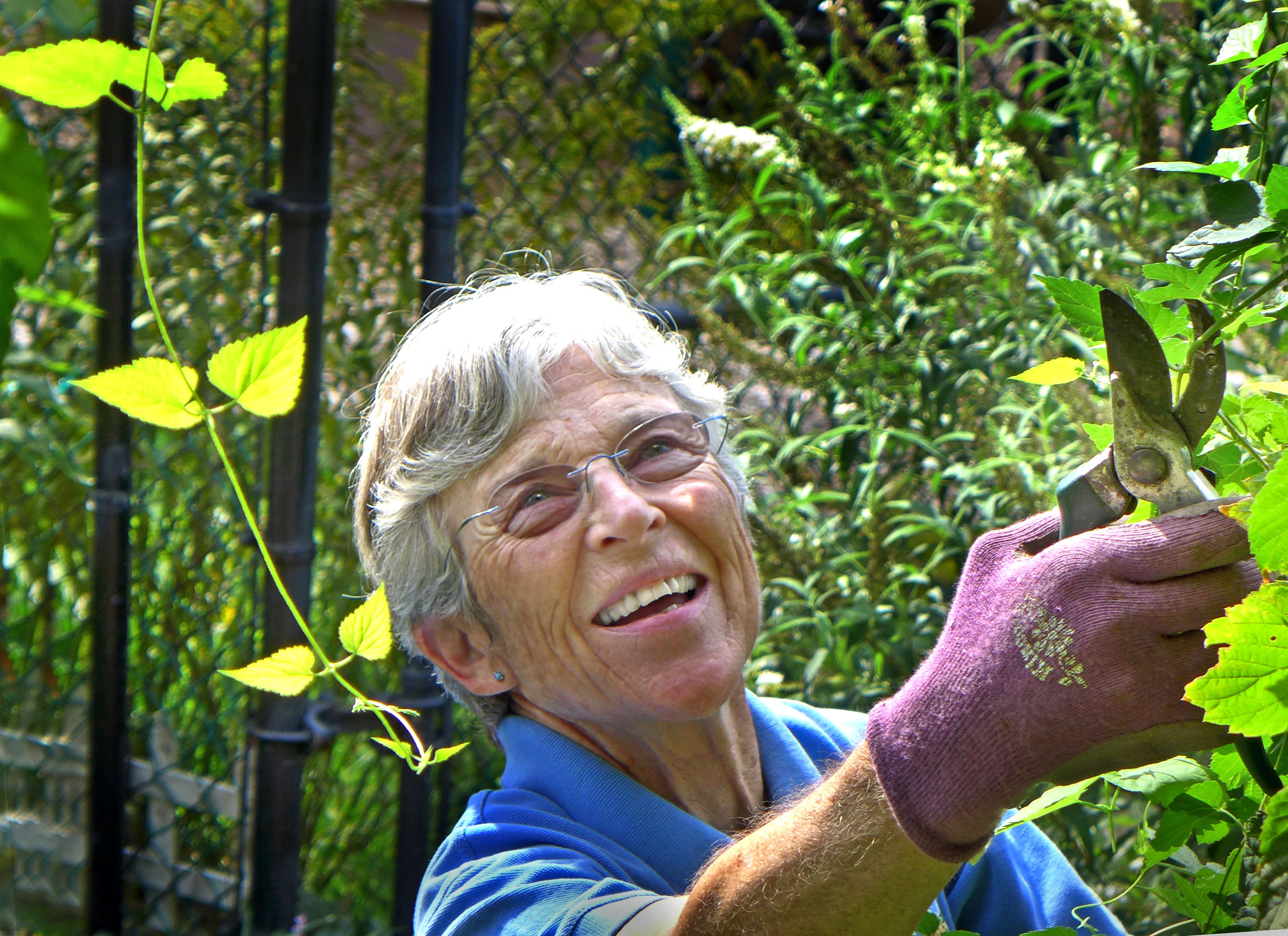 Master Gardener Judy Funderburk reaches to clip the vigorously growing hop vine to keep it from overtaking the gazebo. Photo © 2016 Gerald Martineau