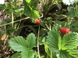Alpine Strawberries