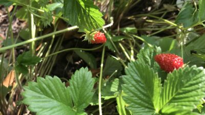 Alpine Strawberries