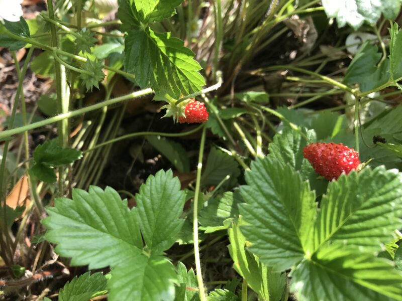 Alpine Strawberries