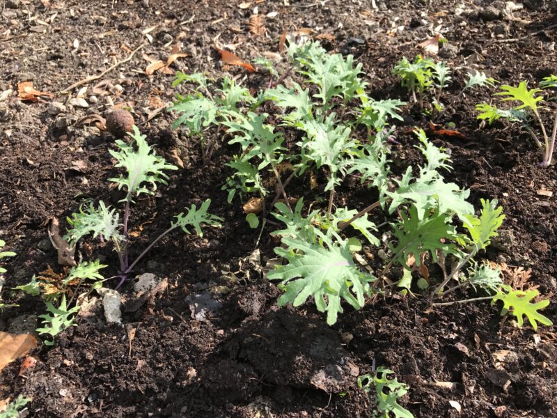Arugula