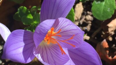 Autumn Crocus