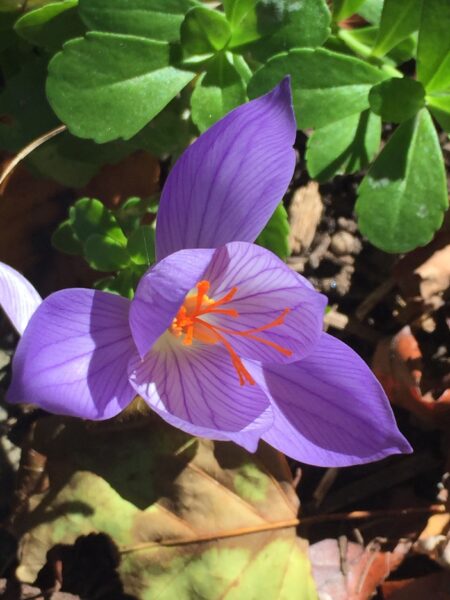 Autumn Crocus