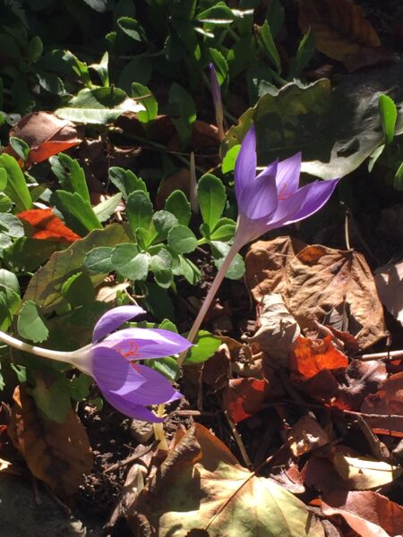 Autumn Crocus