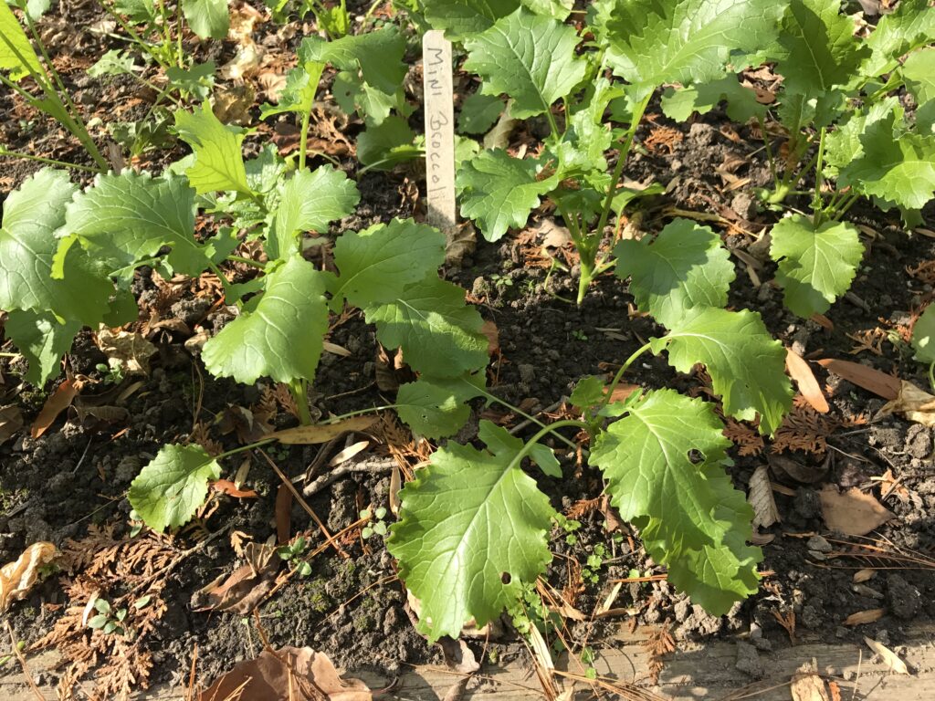 Broccoli