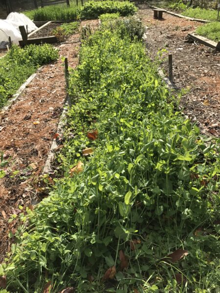 Cover Crops