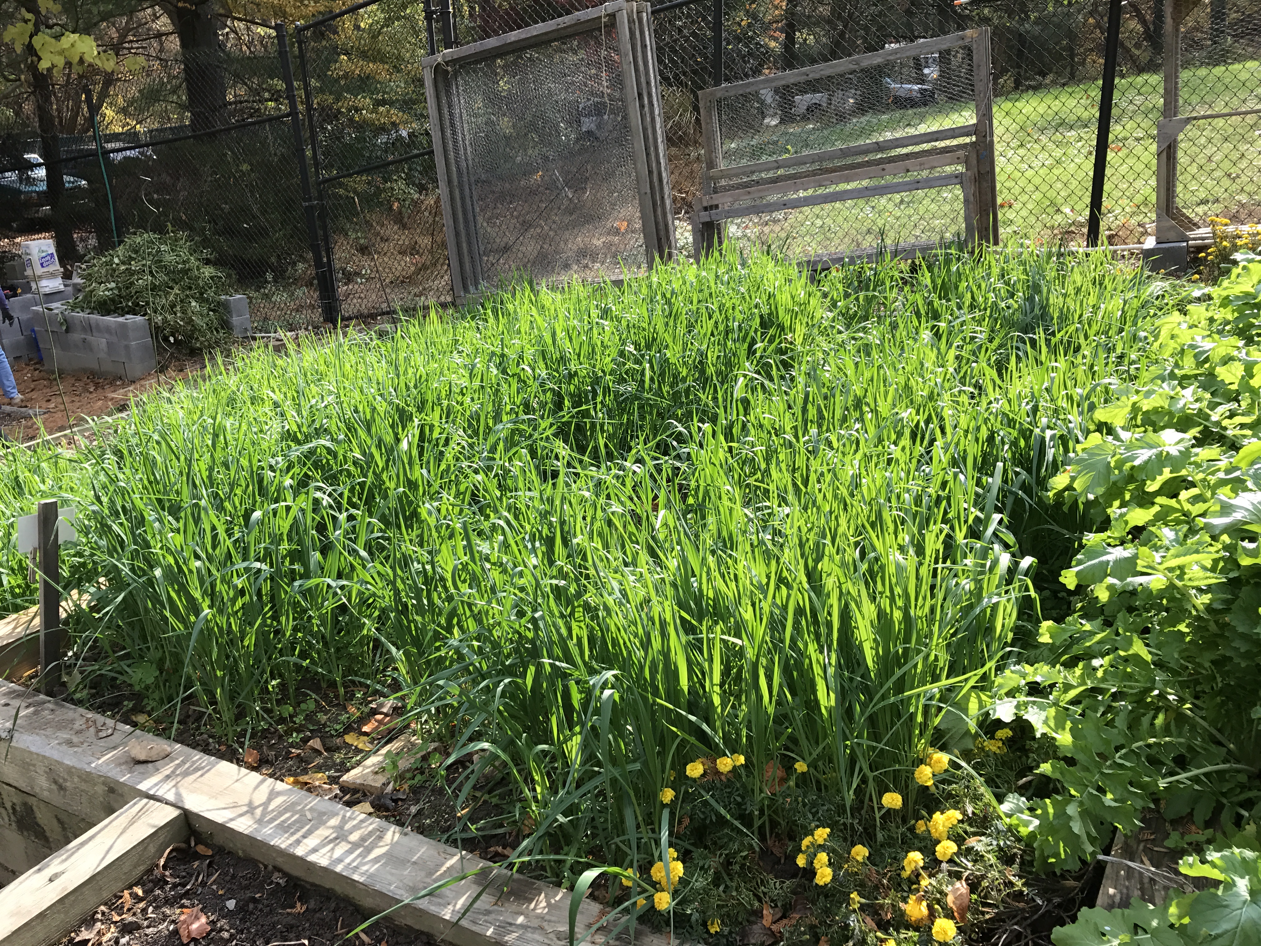 Cover Crops