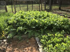 Cover Crops
