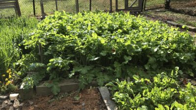 Cover Crops