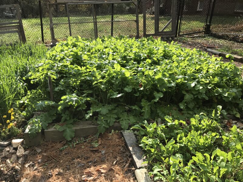 Cover Crops