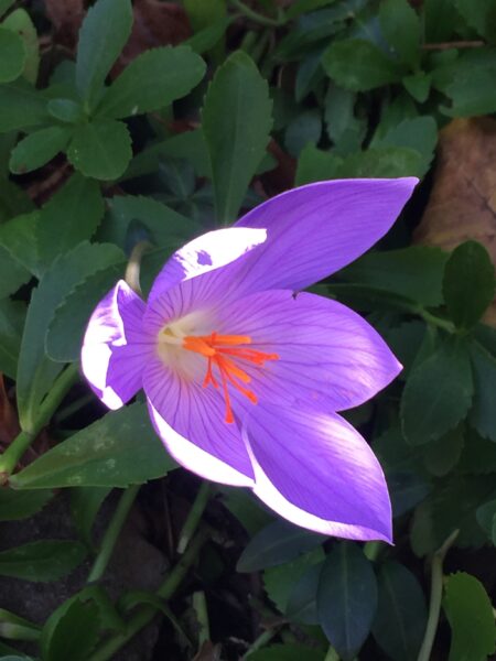 Crocus in sun