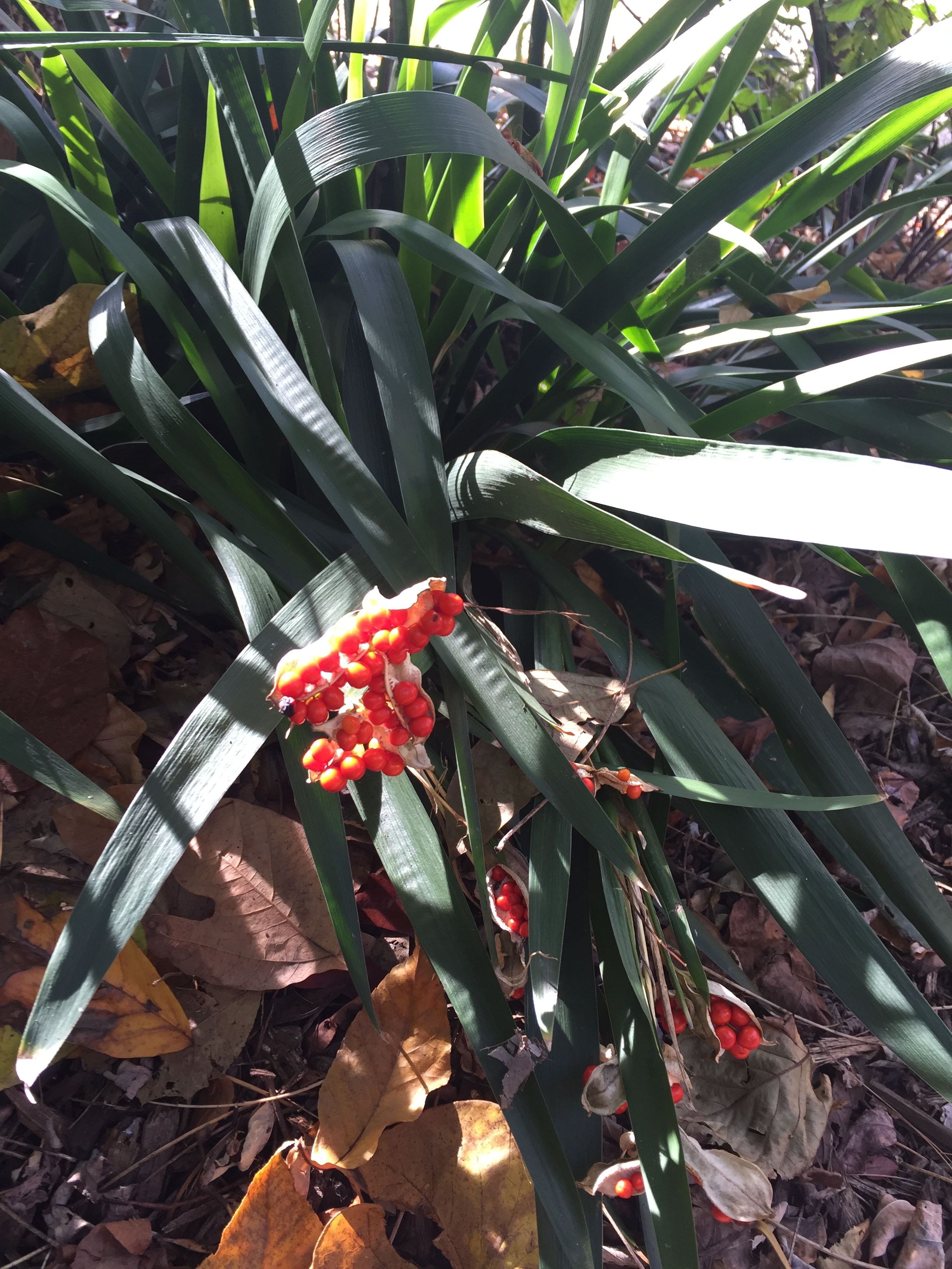 Iris Foetidissima Berries