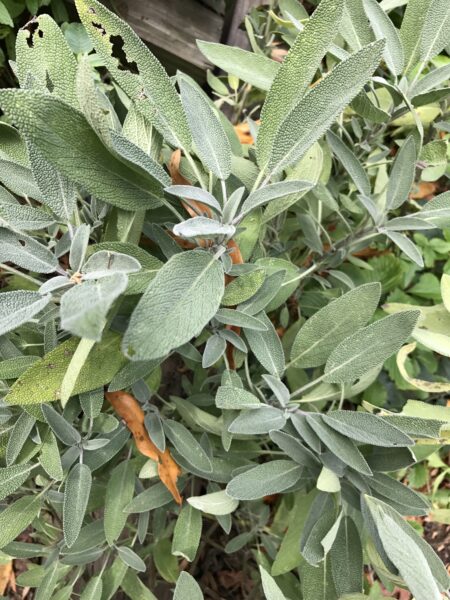 Italian Sage