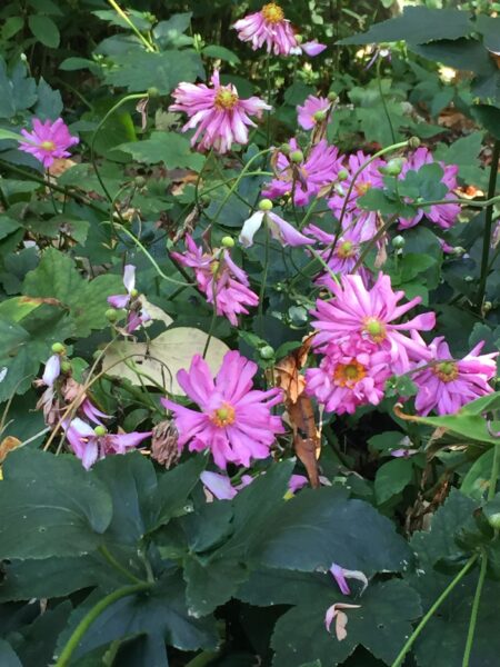 Japanese Anemone