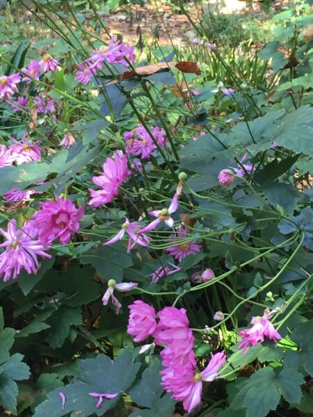 Japanese anemone