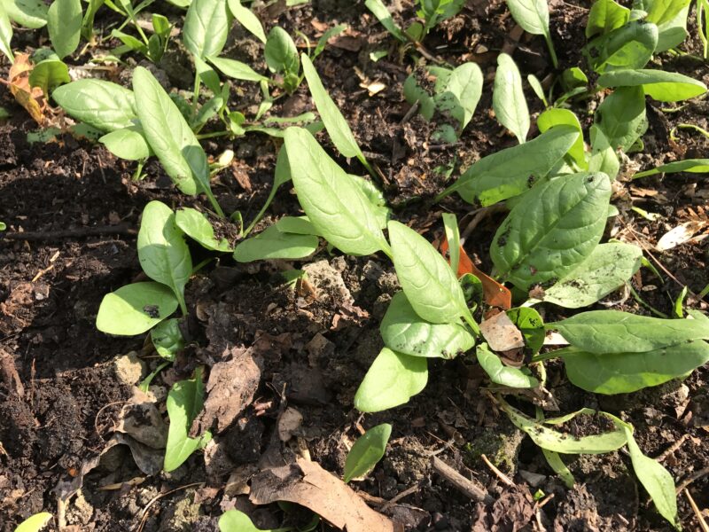Spinach
