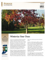 Winterize Your Trees