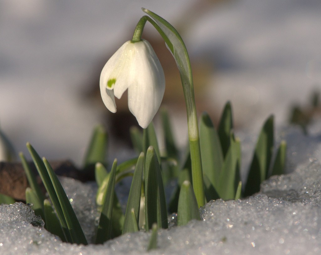 Snow drop (Galanthus nivalis) rising through icy crystals