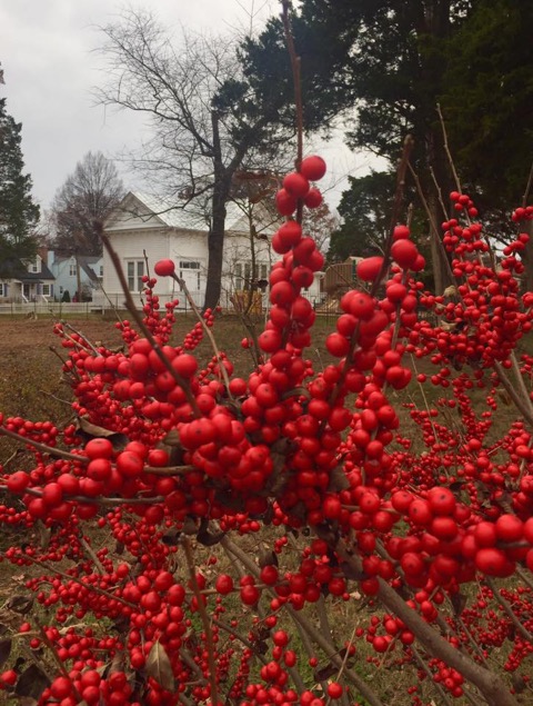 Winterberry in December