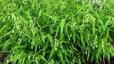 Chasmanthium latifolium (River or Wild Oats, Northern Sea Oats) en masse in July.