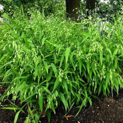 Chasmanthium latifolium (River or Wild Oats, Northern Sea Oats) en masse in July.
