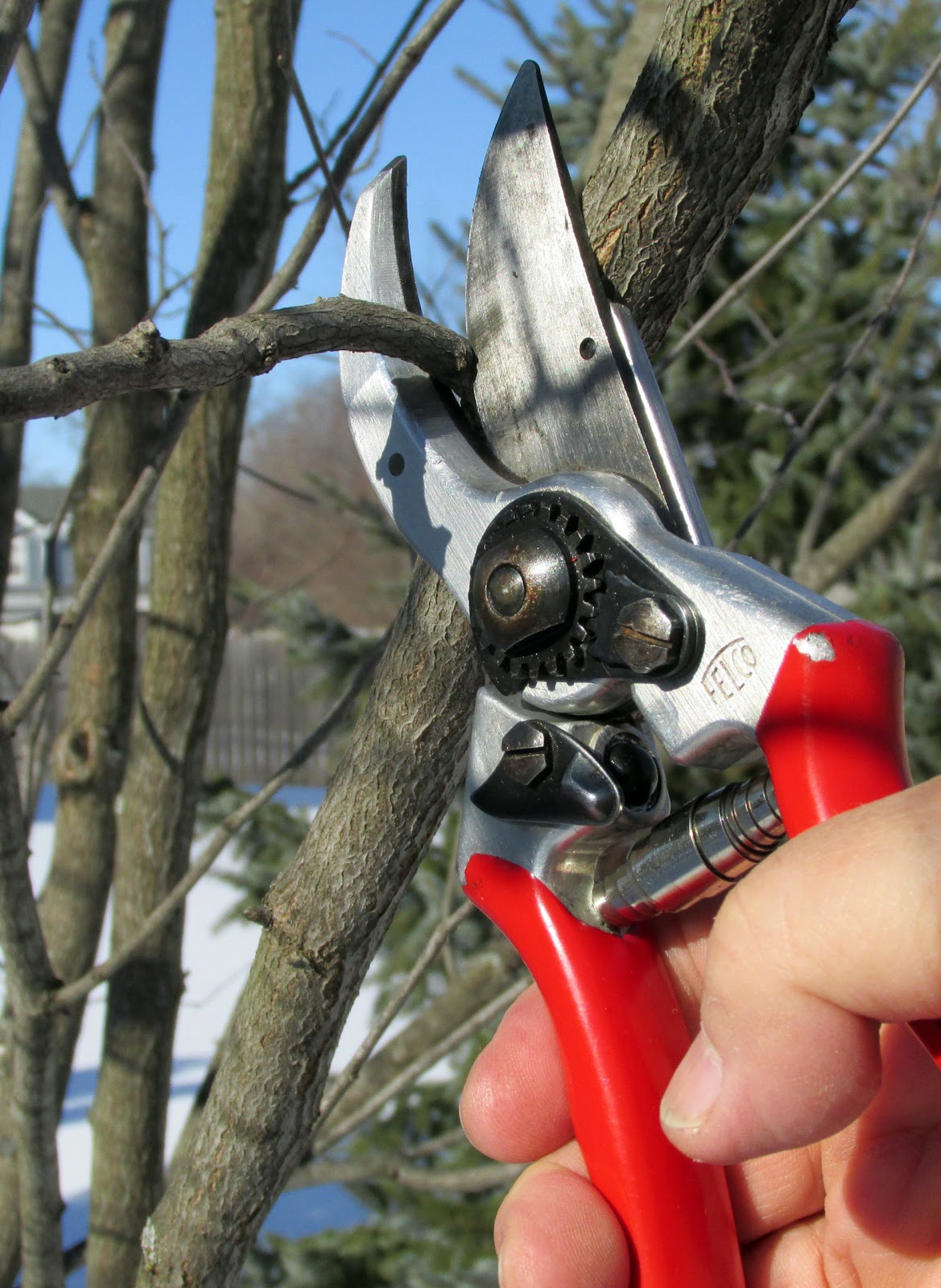 Winter Pruning