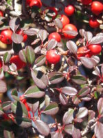 Cotoneaster horizontalis