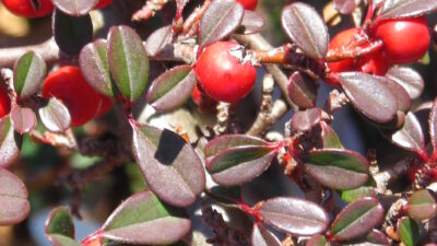 Cotoneaster horizontalis